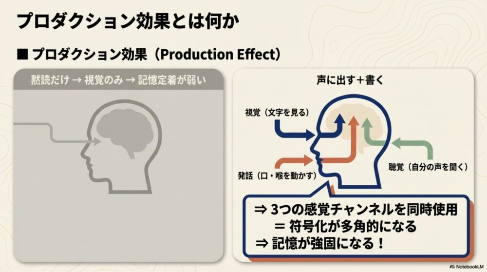 プロダクション効果(声に出す学習)の脳への入力チャンネルを示す図解
