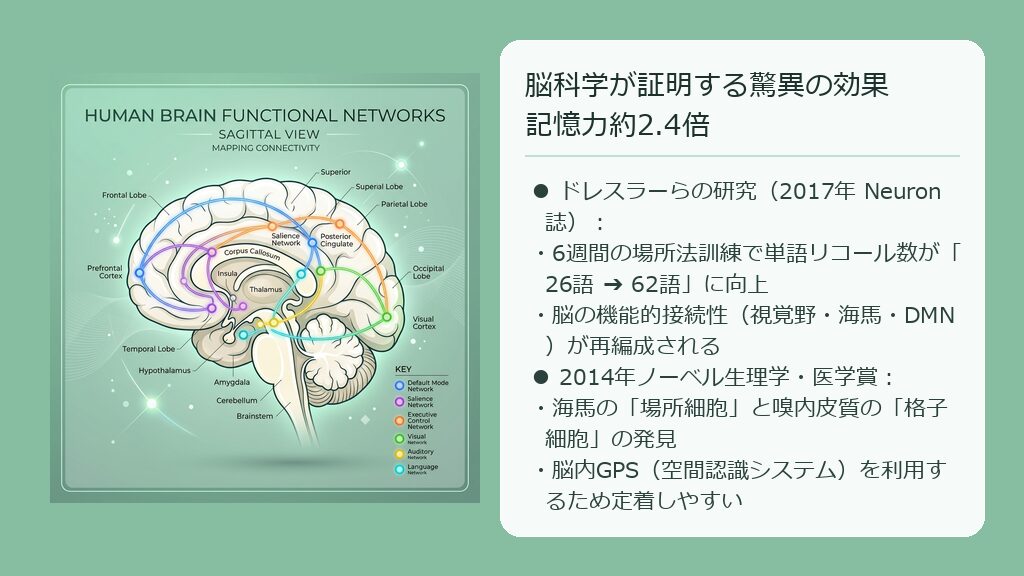 脳内の海馬や視覚野、デフォルトモードネットワーク(DMN)の間のネットワーク結合が再編成される様子を可視化した脳科学の概念図